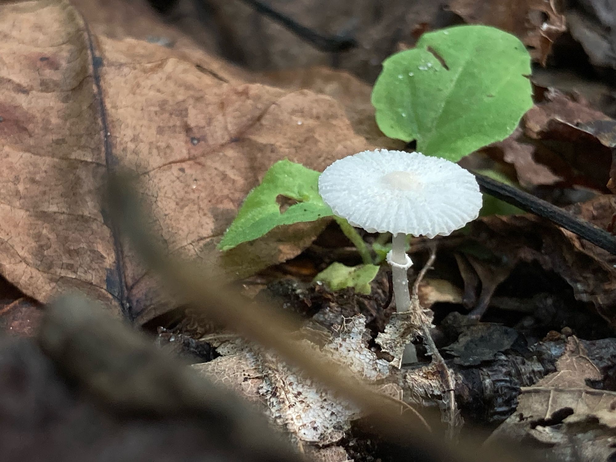 A smol and frilly white mushroom.