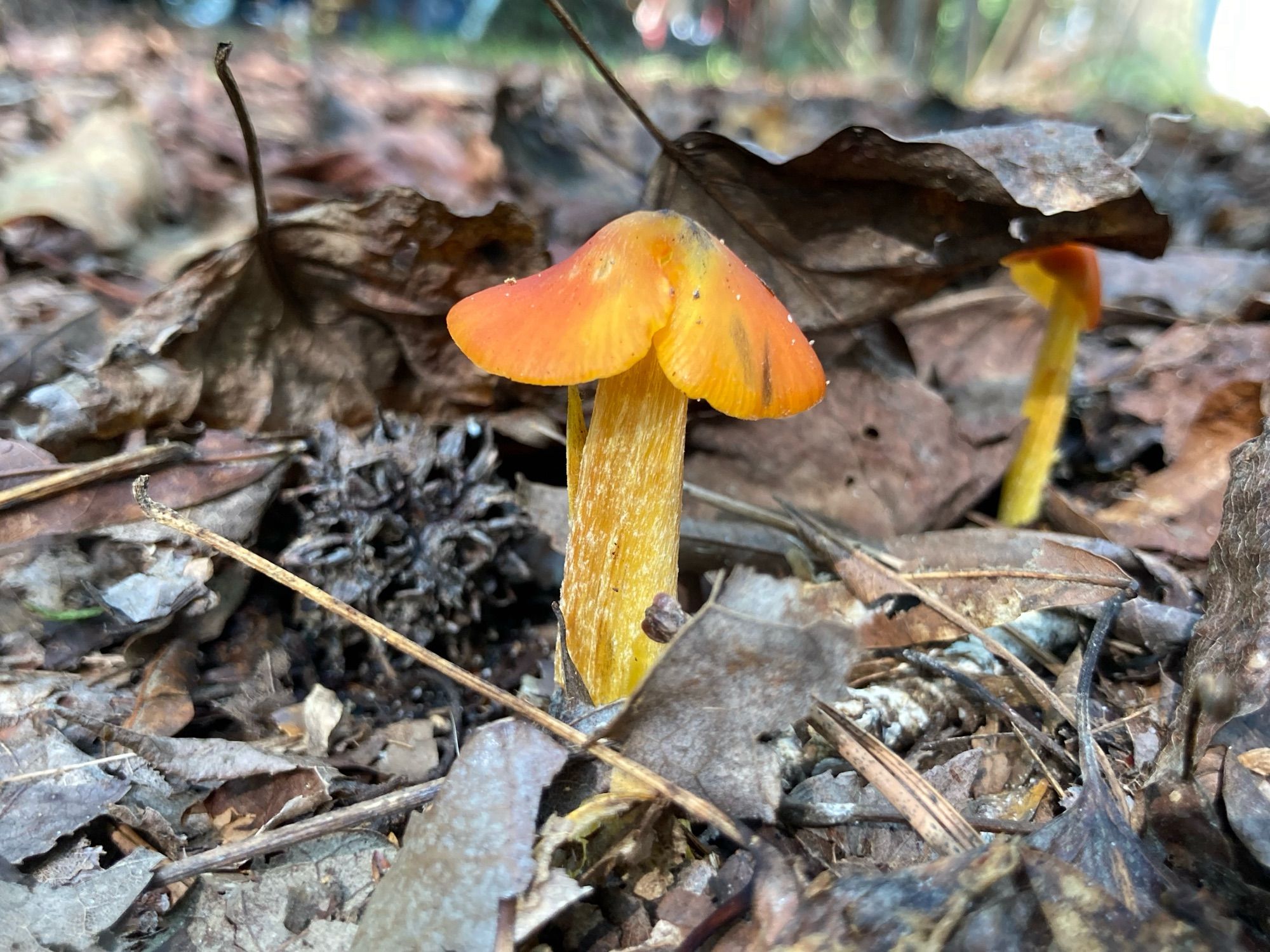 A little orange mushroom and his littler buddy.