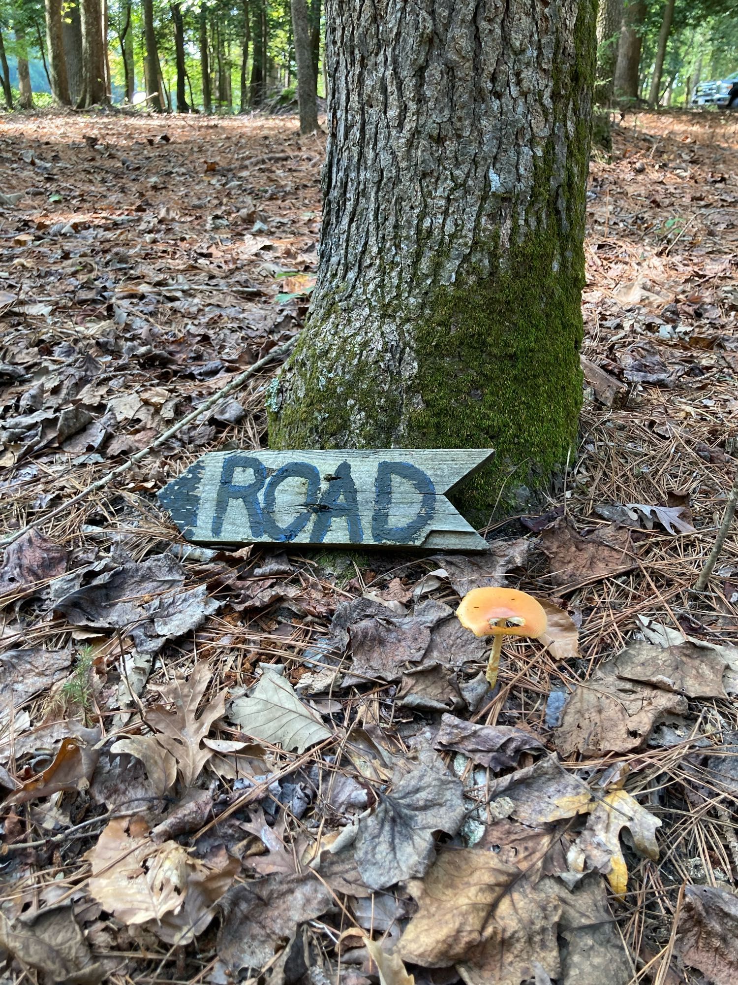 A big orange mushroom beneath a tree with a hand-lettered sign pointing to the left that says “ROAD.” Not sus at all.