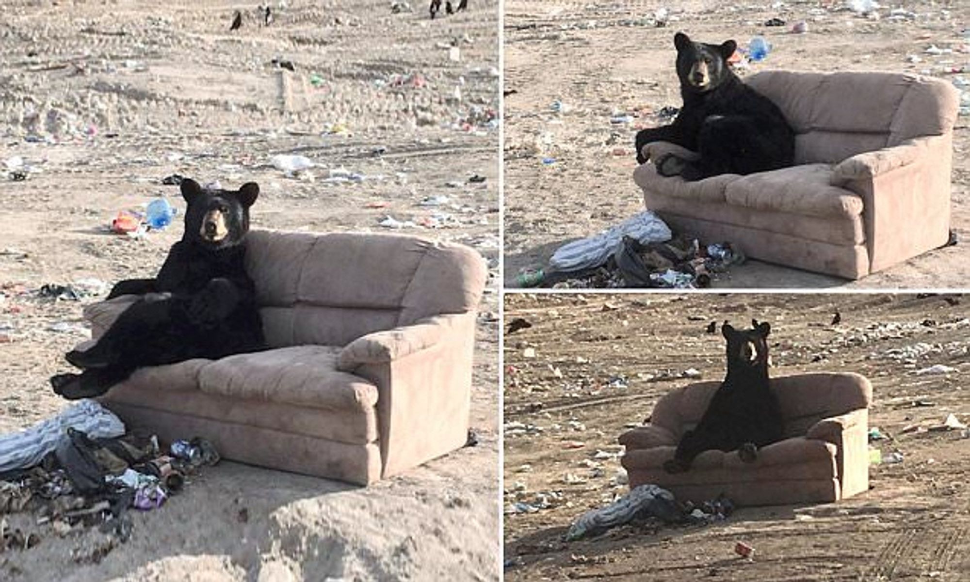 A bear sitting on a discarded couch in a litter-strewn outdoor area. The scene is shown from different angles.