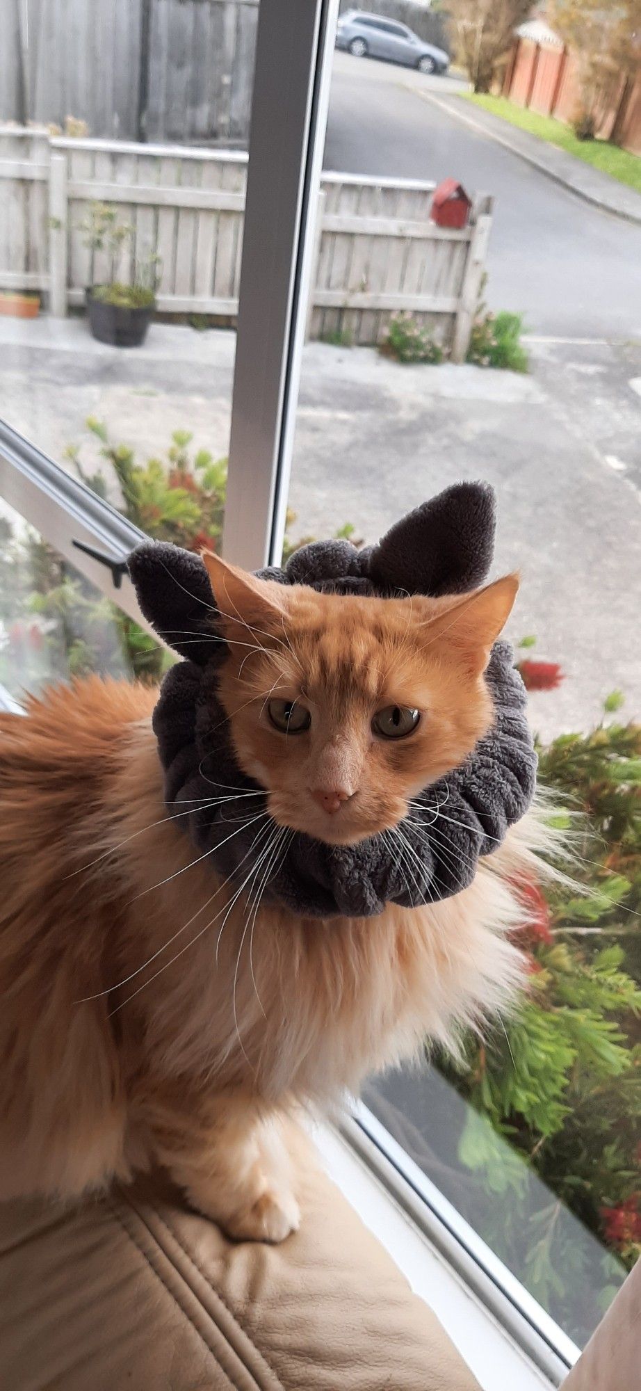 Orange cat sitting by the window. Has cat-eared scrunchy on its head.