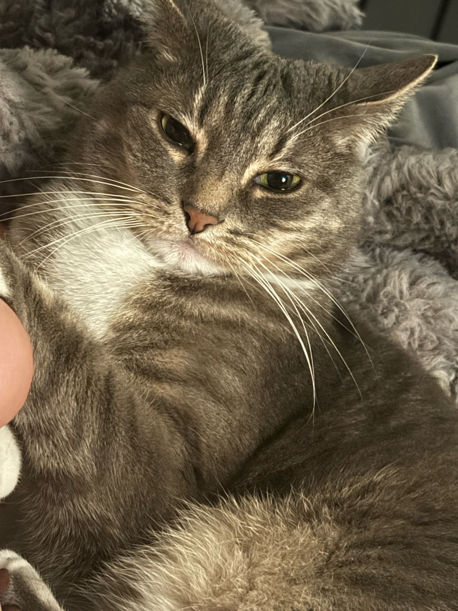 A gray tabby cat snuggled up in a pile of blankets, the room is dimly lit so his pupils are big black and round. His little ears are curved back as if he’s listening to something