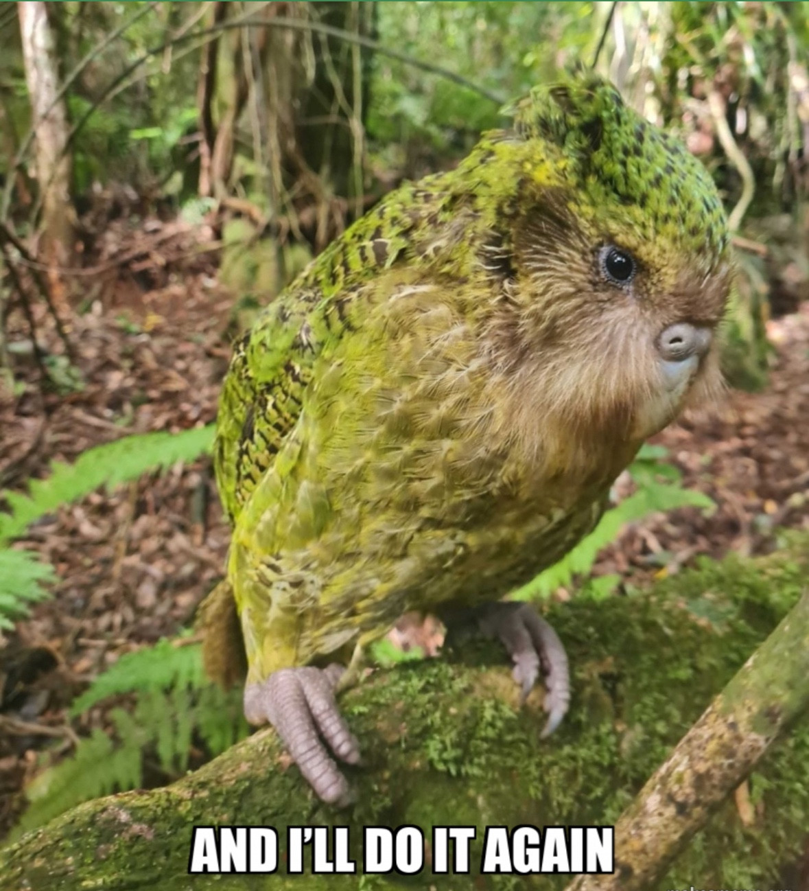 Same photo of a kakapo as the post above - a beautiful mottled green parrot with delicate fluffy face feathers in profile showing one soulful black eye. Perched on a mossy log in the ngahere.
I’ve added a caption: ‘and I’ll do it again’