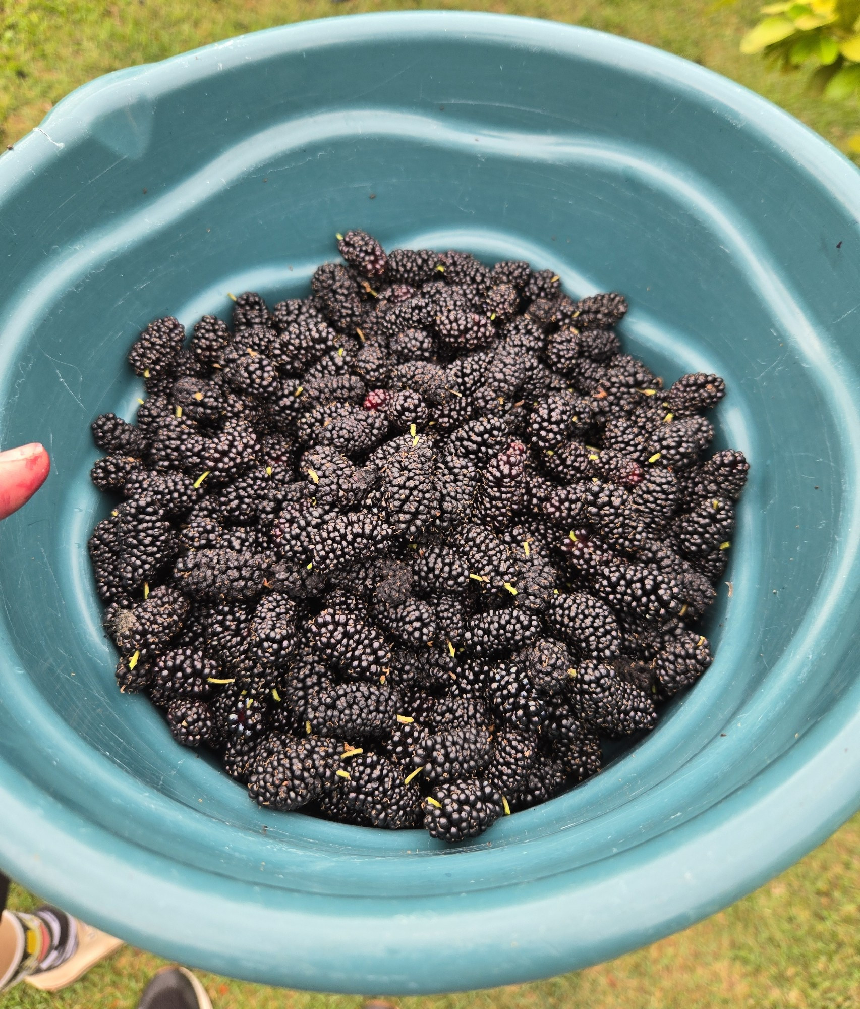 A picture of a container full of freshly picked mulberries