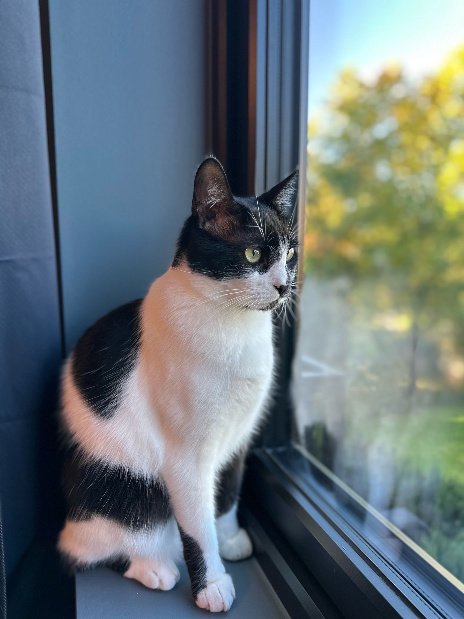 Tuxedo cat sitting on windowsill and gazing to a garden outside.