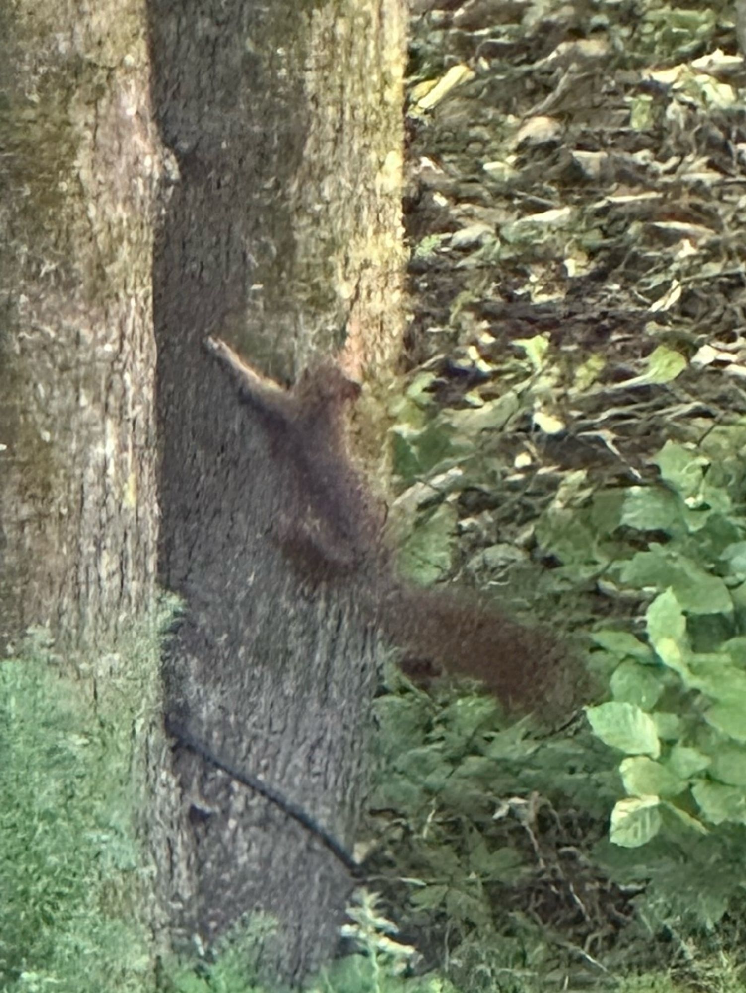 Brown squirrel climbing up a tree bark.