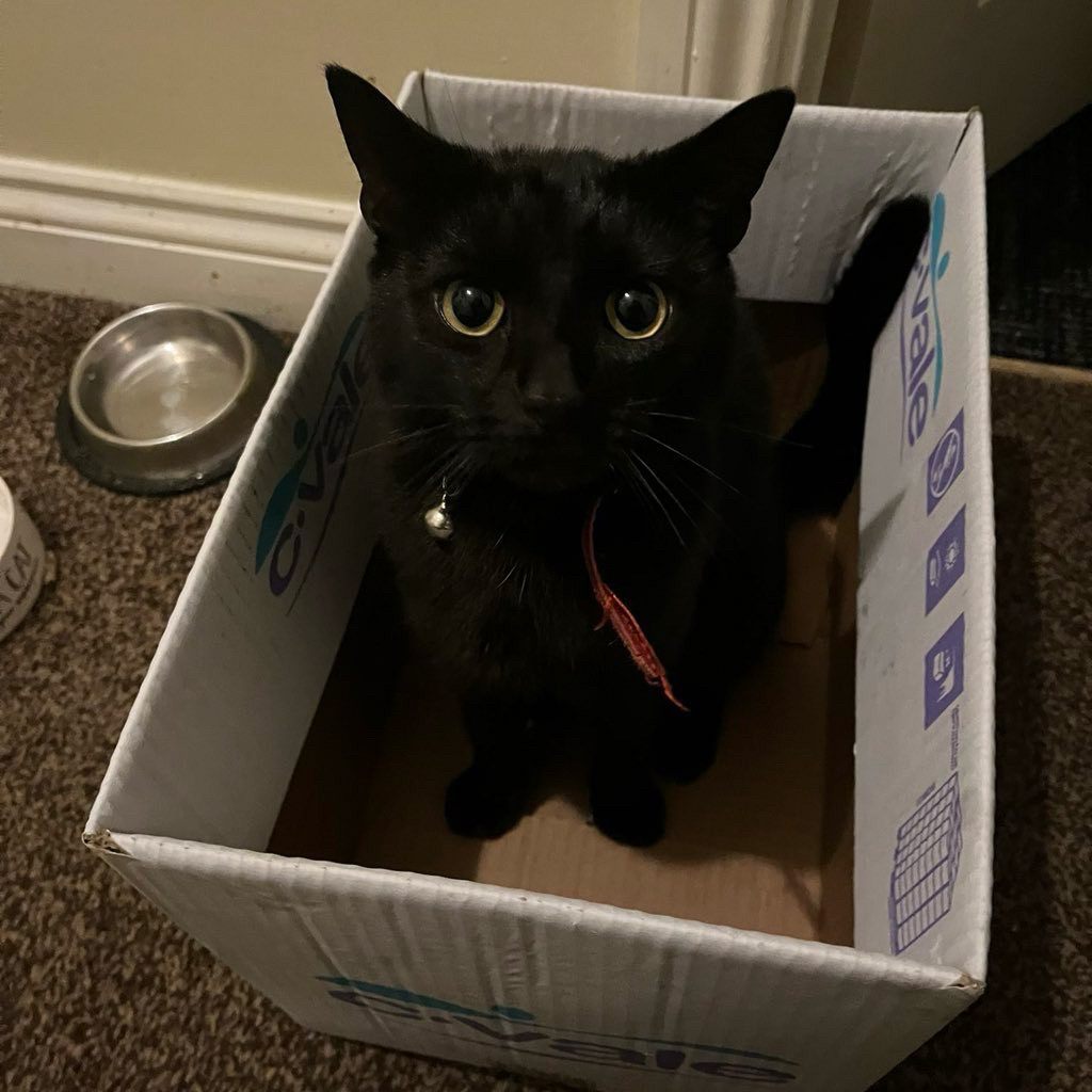 cat in box