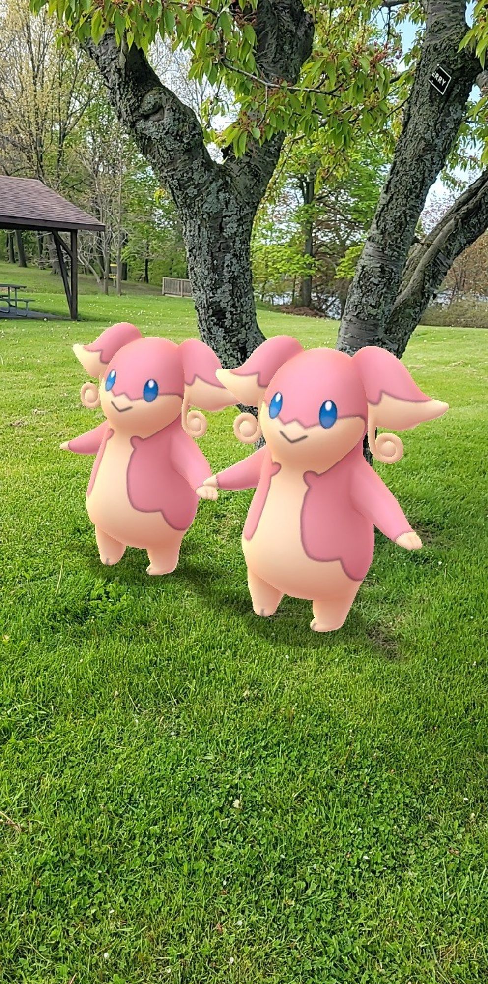 A pair of the Pokemon Audino standing next to each other, in front of a tree, and holding hands. They are standing in a park full of green grass and elements like a pavilion, a bridge, trees and a lake in the background.