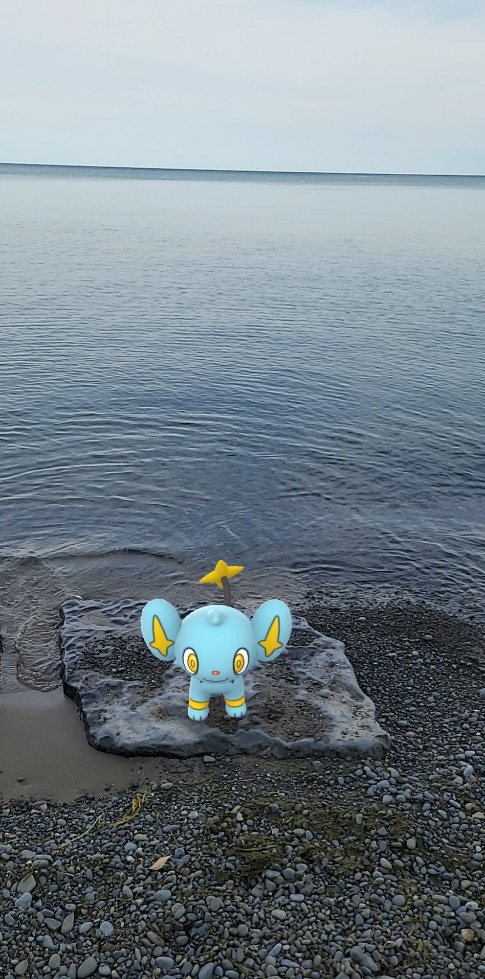 An AR photo of Shinx, standing next to a lake.