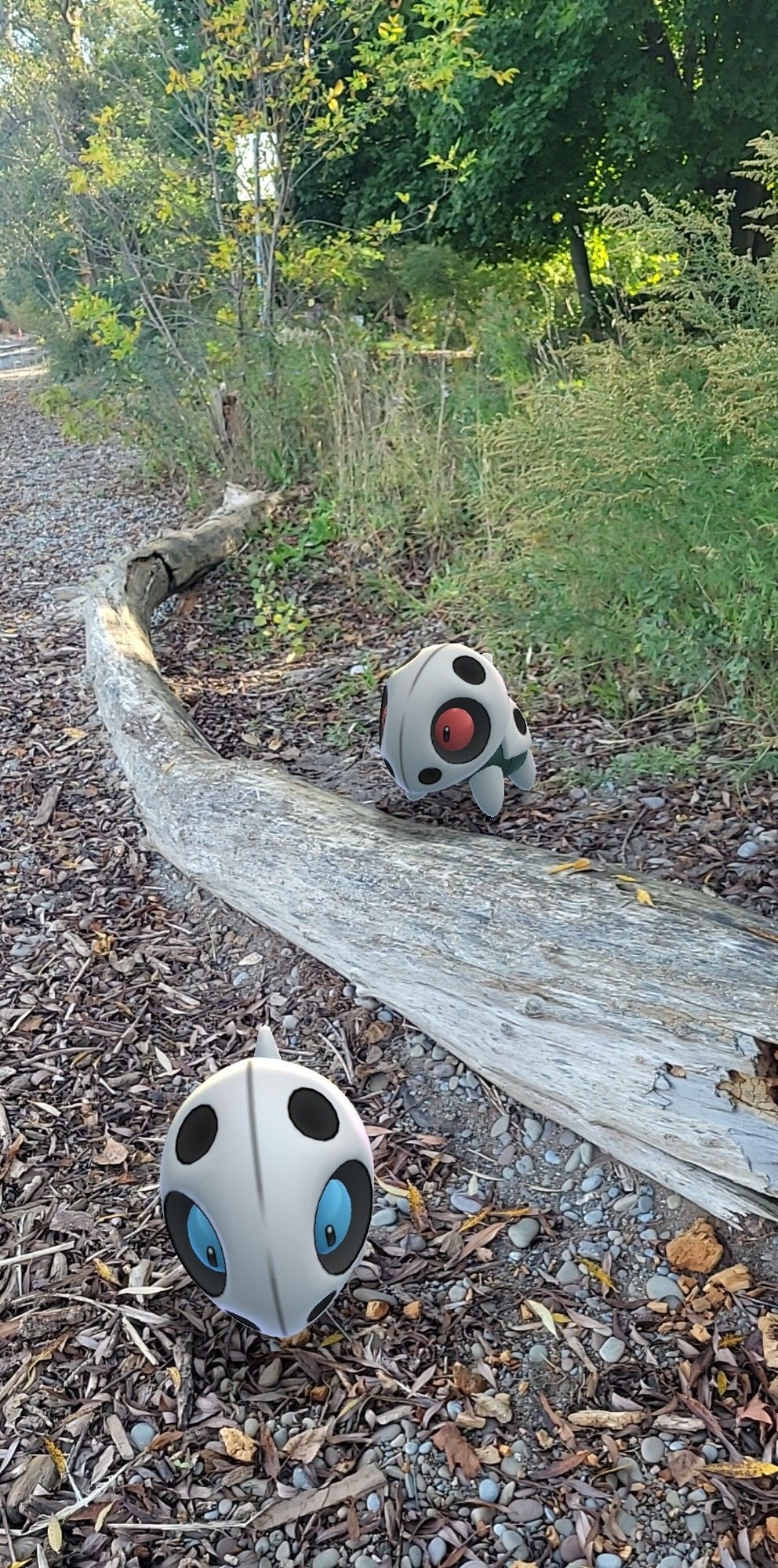 Two Aron hanging next to beach and woods. The shiny Aron with red eyes is over looking the non-shiny Aron.