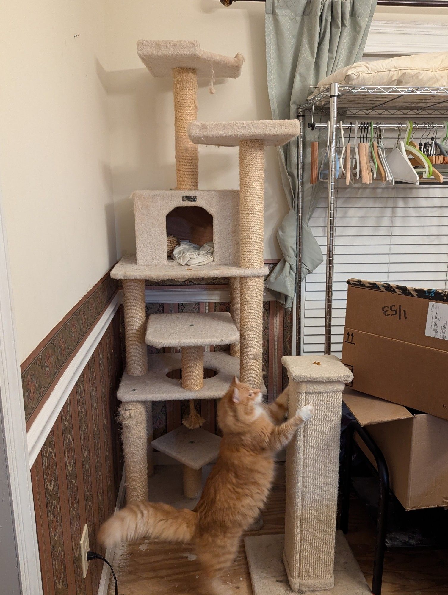 In front of the cat tree, a 12-pound orange longhair cat addresses a 33" tall scratcher, because I put a kibble bribe on top of it.  He's in a fairly relaxed standing position, and his hands reach a couple of inches below the post cap.  The sisal carpet surface of the scratcher is slightly worn around the top and midpoint.