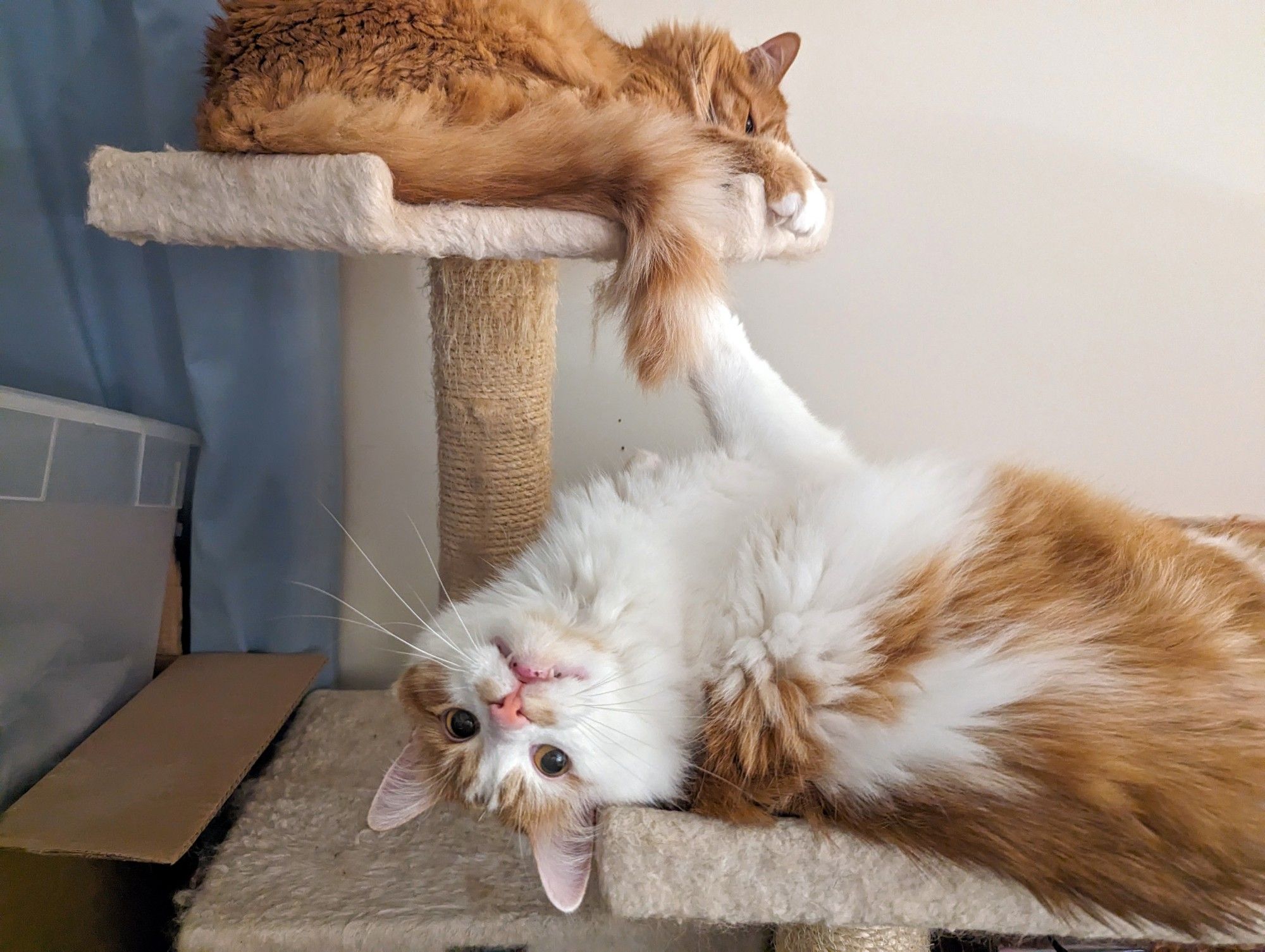 Two 18 pound cats occupy the top platforms of the cat tree in a different room.  On top, a dark orange fills the platform like a high-rising loaf of bread, with the end of his tail drooping over the open edge.  Second from the top, an orange-and-white overspills the platform on all sides, head lolling upside down with a deranged expression.

The top brother is a walking hassock that can decide to stand up and jab you in the ribs; the bottom one is more of a high-velocity cinderblock with delicate feelings.