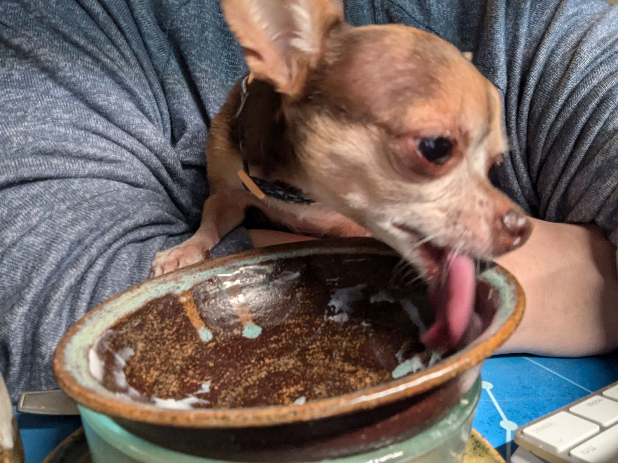 An out-of-focus brown Chihuahua, in the arms of a white person in a blue sweatshirt, licks the bejesus out of a mottled brown bowl with yogurt residue in it.