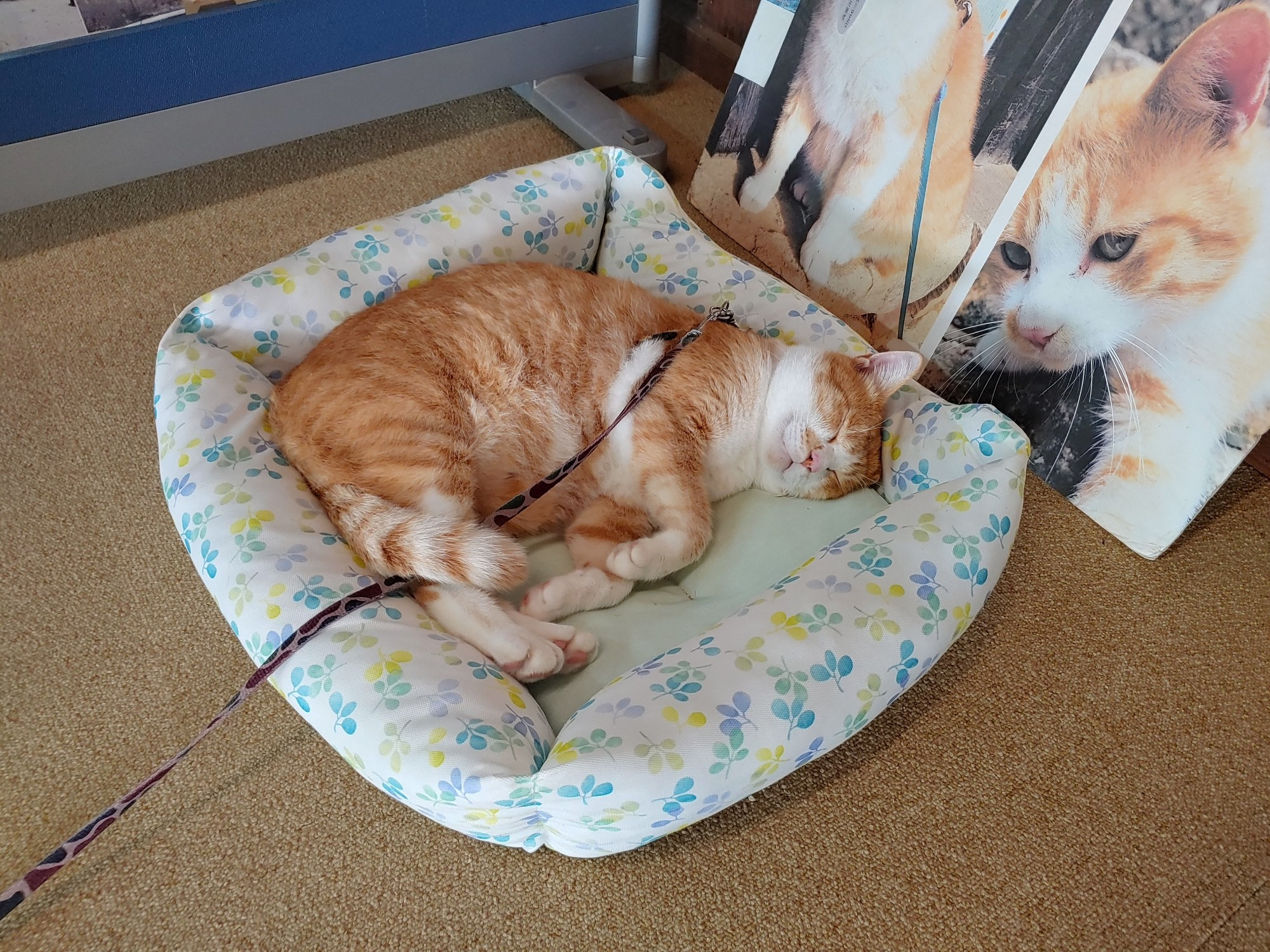 A regal orange and white cat is sleeping in a bed on his side next to a photo board of himself. It is King Sanjūrō of Bitchū Matsuyama castle (備中松山城) in Takahashi (高梁市) Japan.