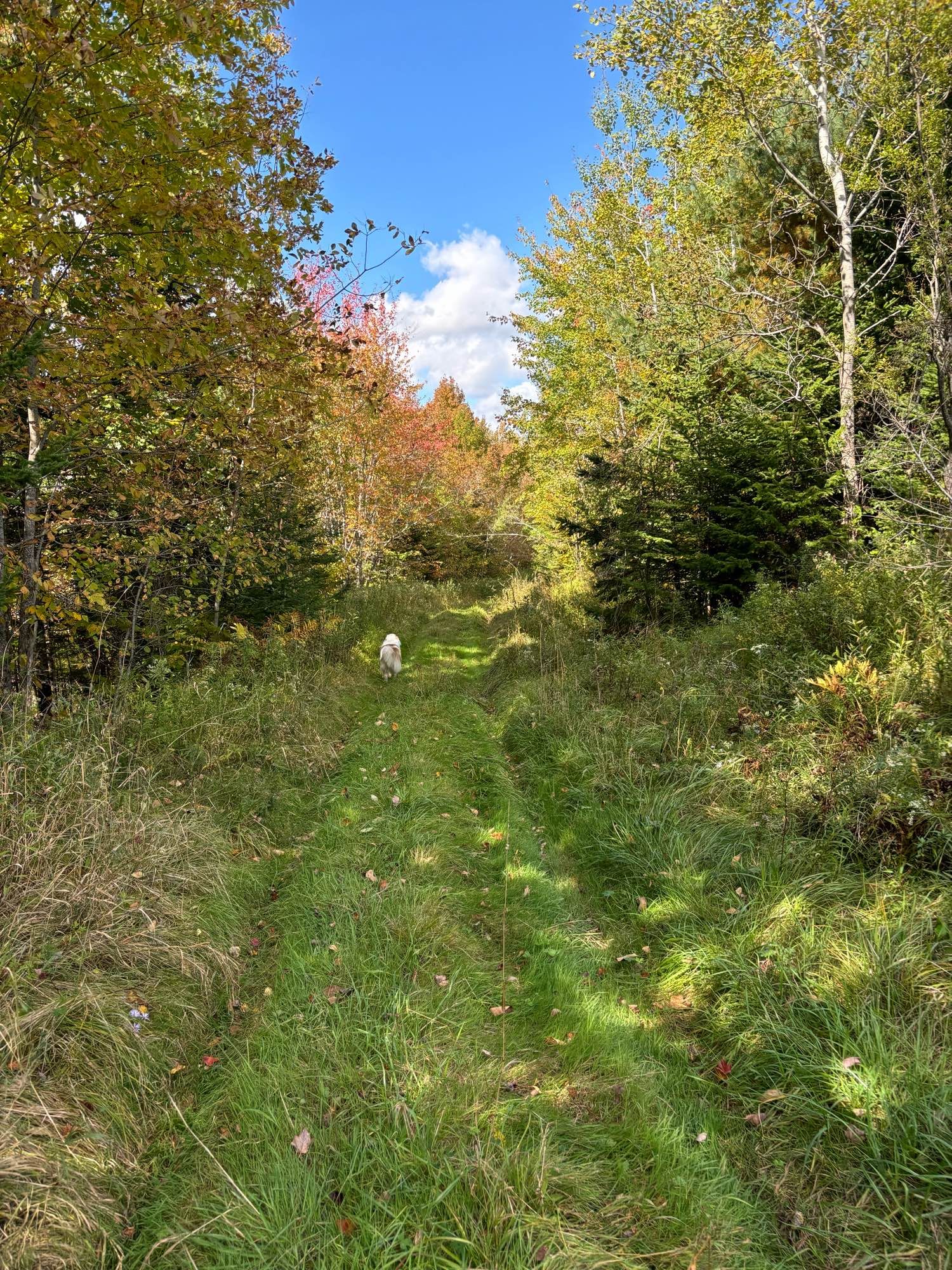 A grass trail through the woods with colourful fall leaves