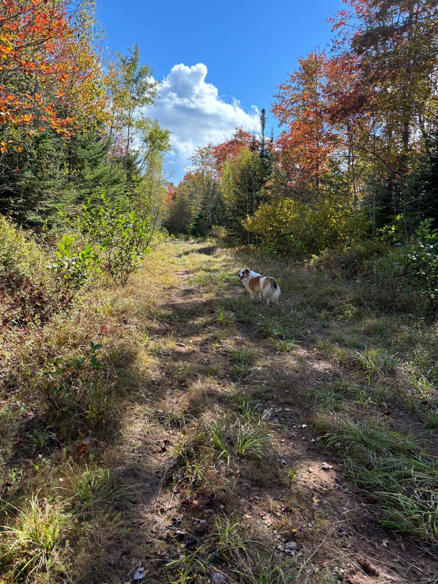 Brown and white dog on a grass trail with colourful trees on either side.