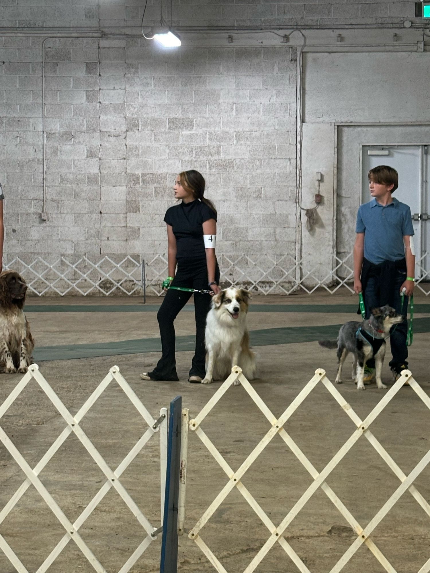 Girl standing while her dog sits in a show ring