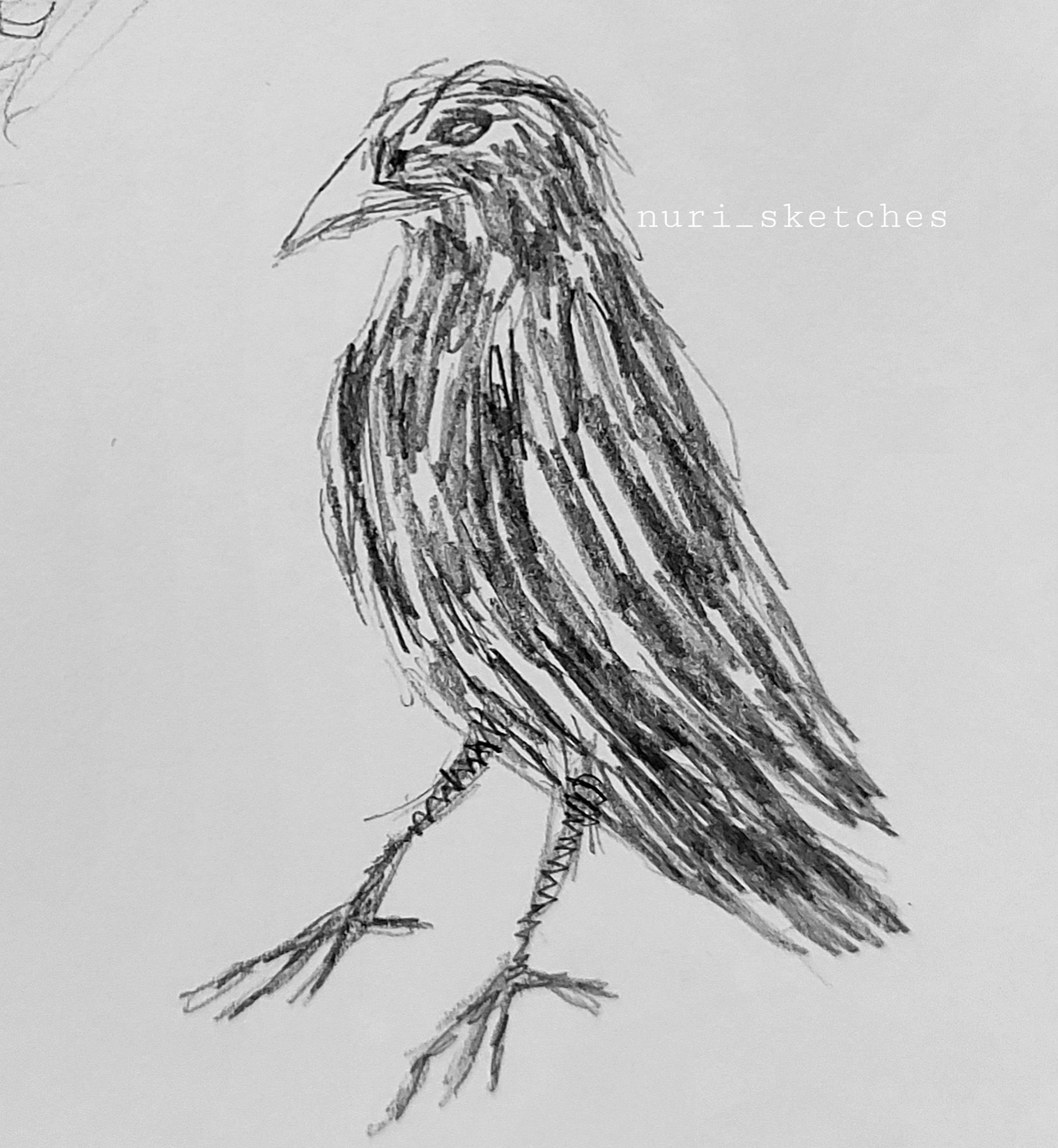 Drawing of a black bird standing.