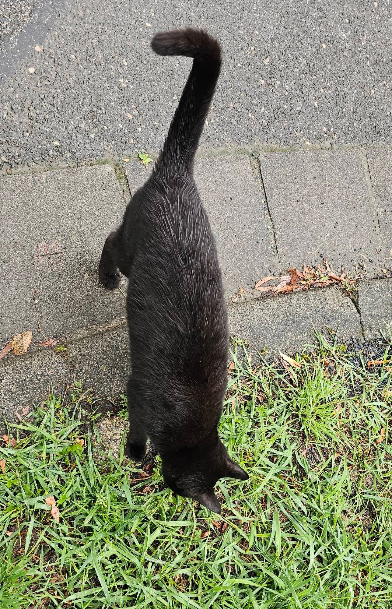 Schwarze Straßenkatze