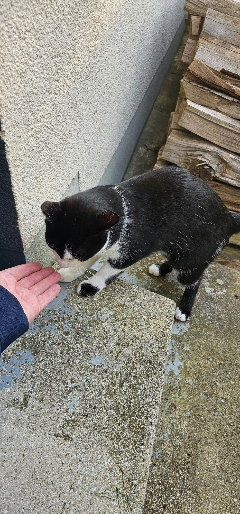 Schwarz Weiße Katze 🐱 schnuppert am Finger.