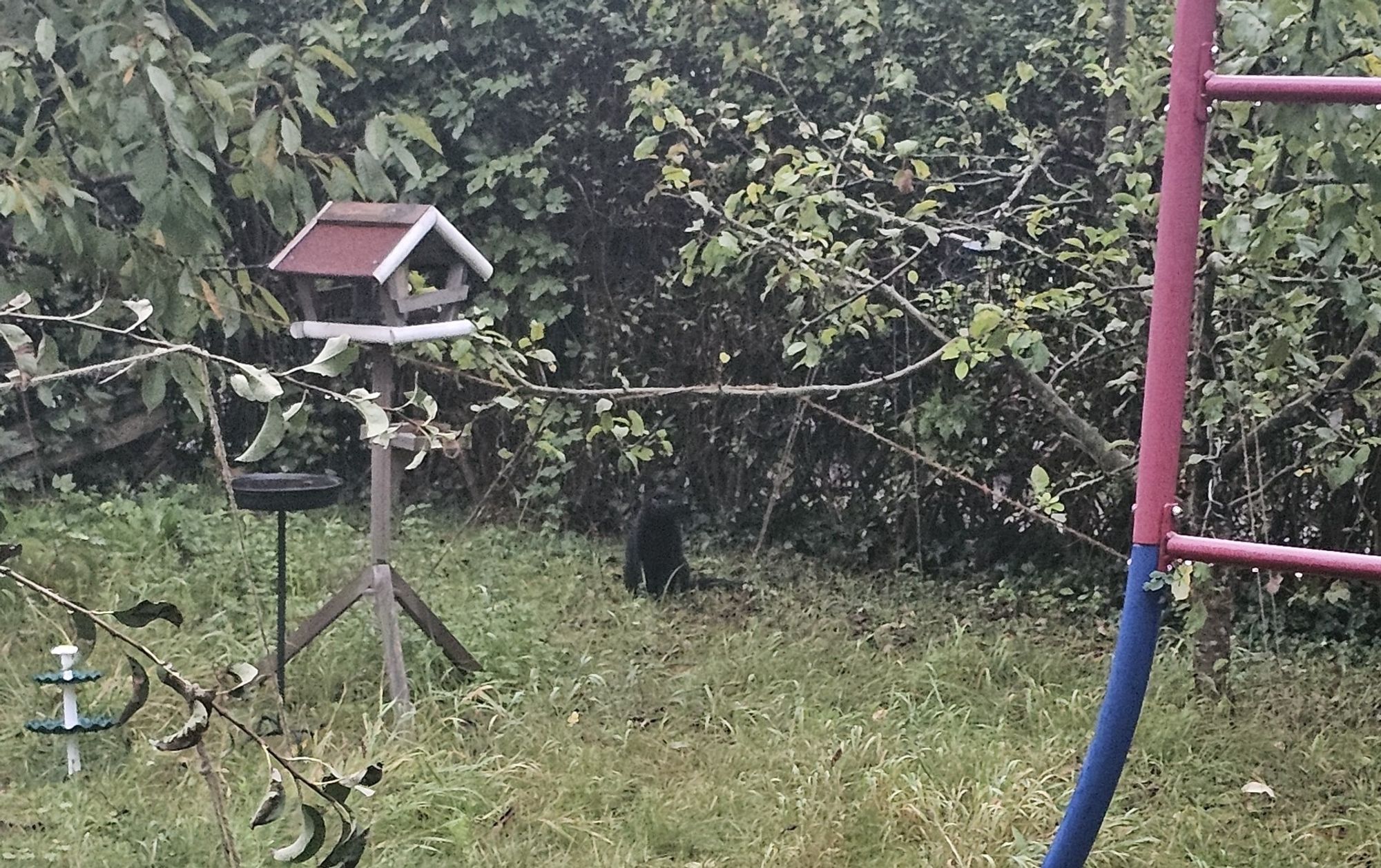 Schwarze Katze 🐱 an der Hecke.