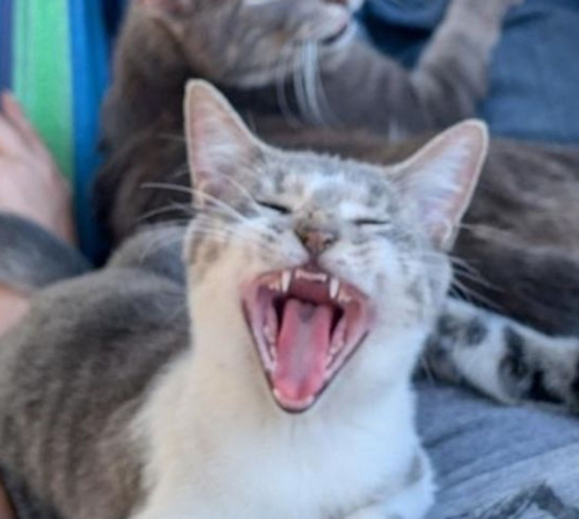 close-up of one of the kittens in OP's photo with its eyes closed and its mouth wide open, as if in sheer joy