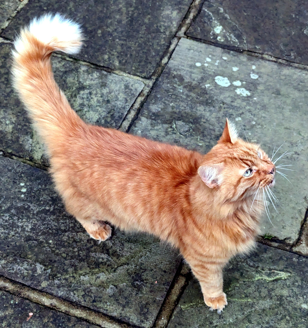 Ginger cat with fluffy tail outside Horsham Museum, West Sussex, UK.