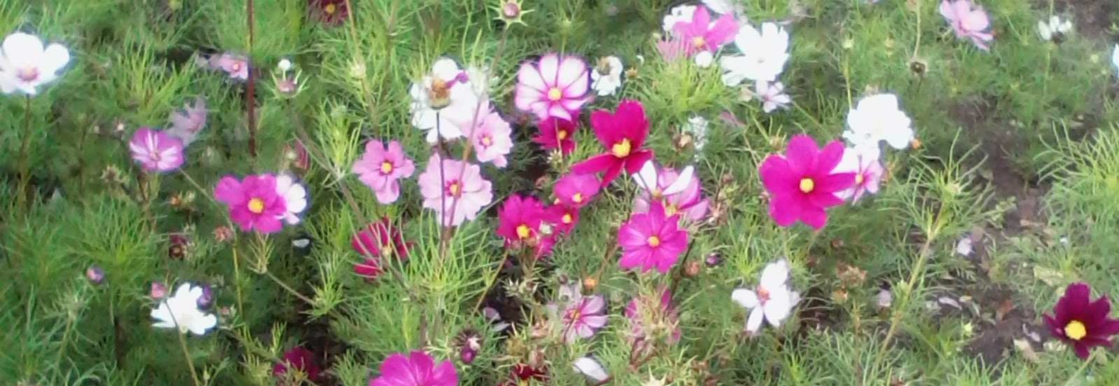 White, pink and red cosmos flowers