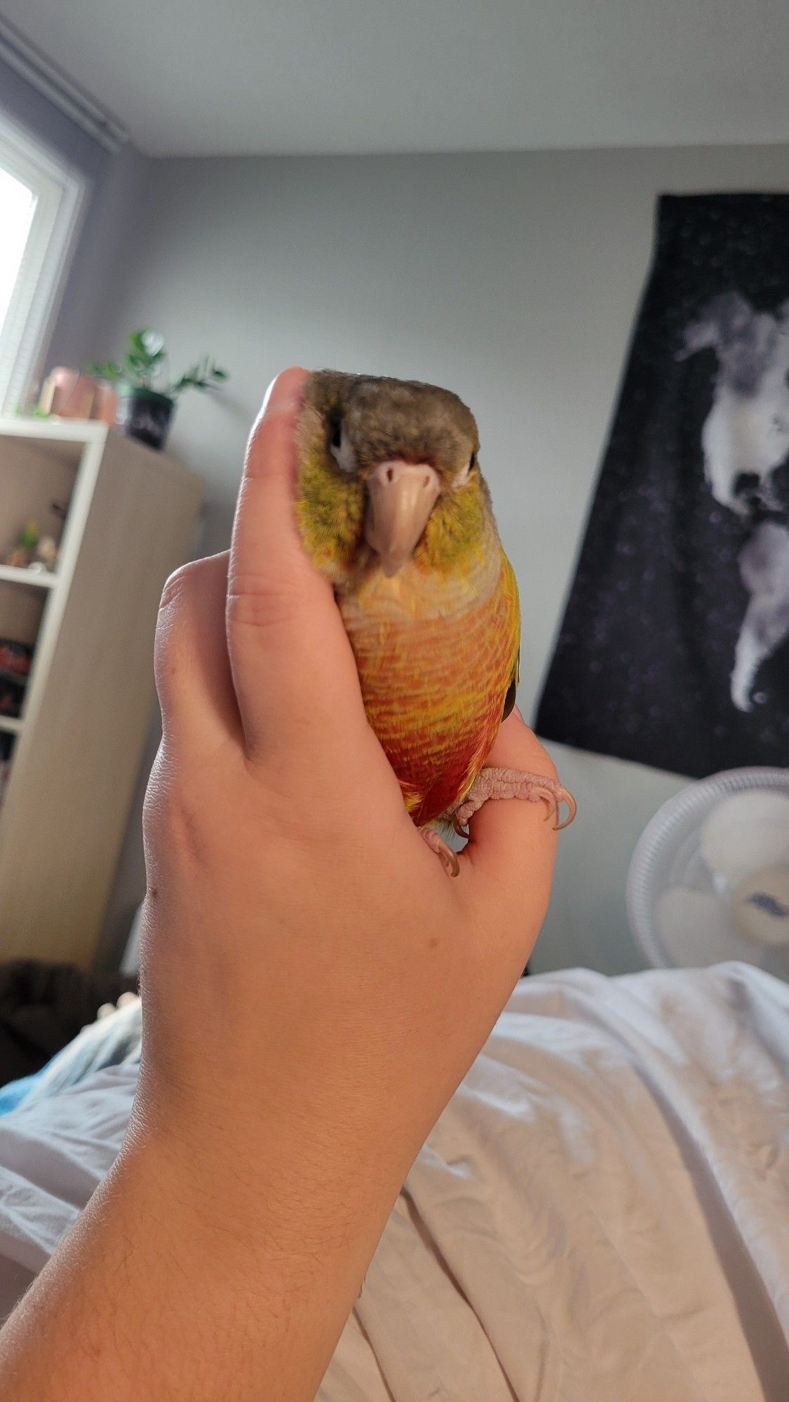 me holding Noodles the pineapple green cheek conure, and scritching her neck so that all her cheek floof is on display