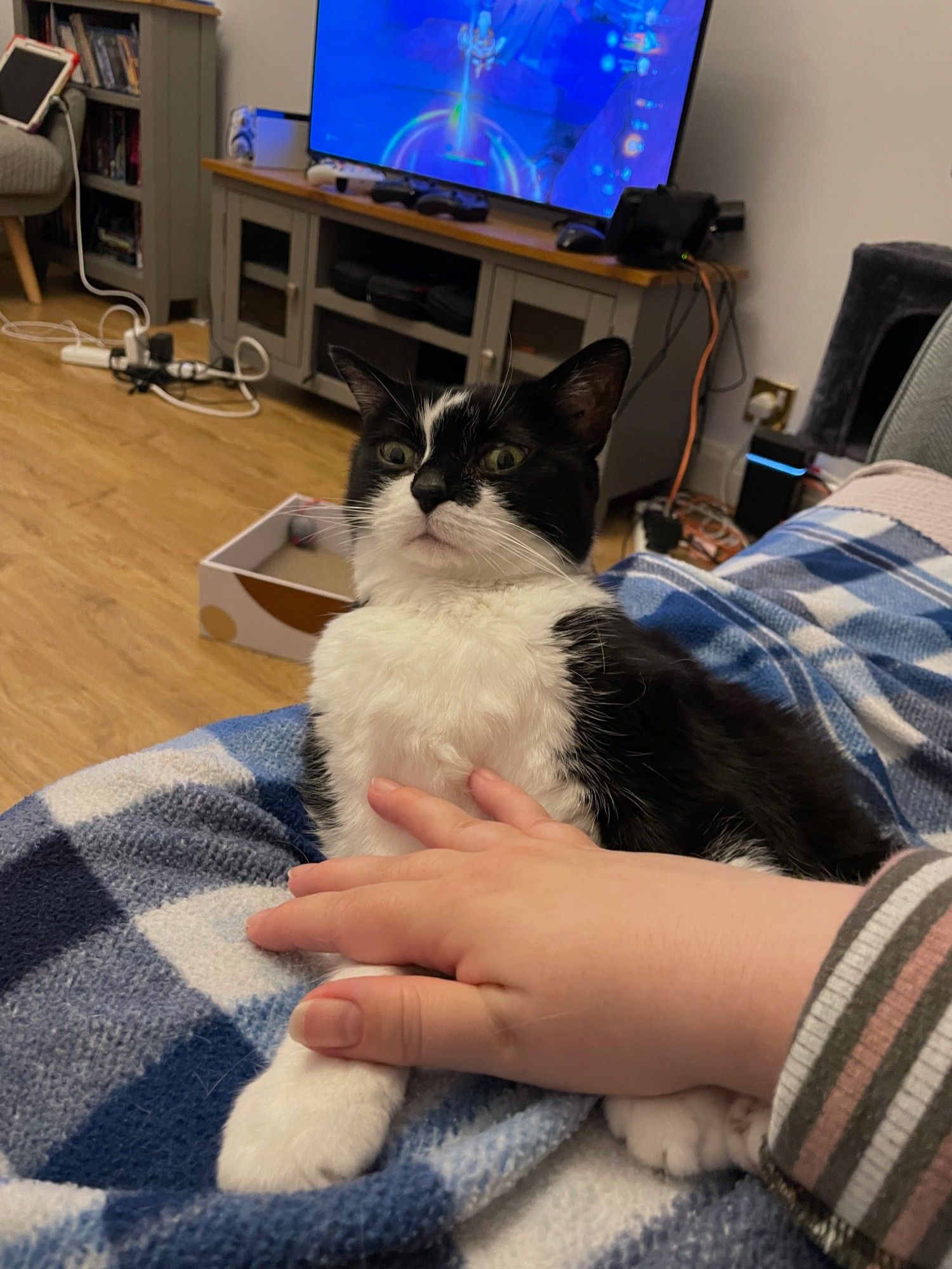 a black and white cat appears comically disoriented upon waking