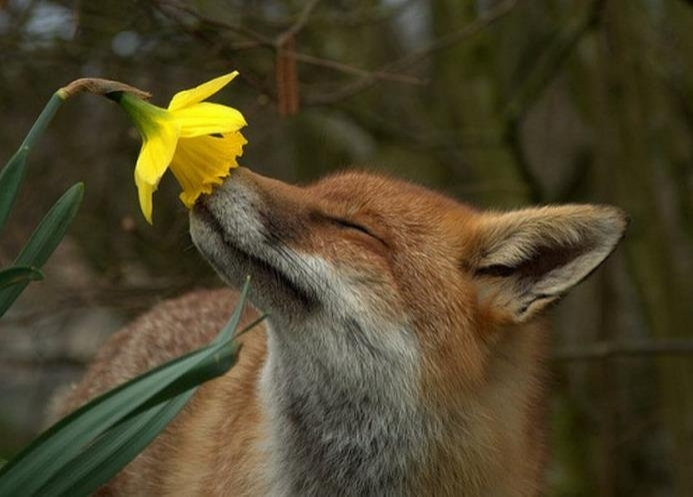 A beautiful red fox, sniffing a vibrant yellow daffodil.