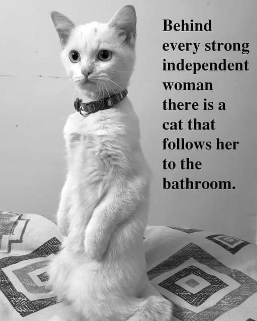 A white cat sits on its hind legs. 
"Behind every strong independent woman, there is a cat that follows her to the bathroom."