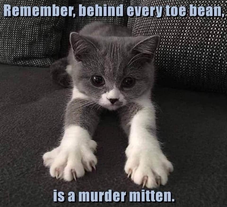 Cute kitten, facing the camera, with its front paws stretched out and claws visible. 
"Remember, behind every toe bean is a murder mitten."