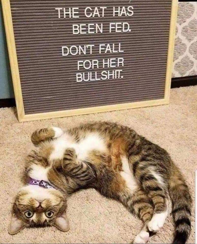 A tabby cat with a white belly is sprawled on the carpet with its front paws up, in a very cute "stroke my belly fuzz" way.  A sign behind the cat reads, "The cat has been fed. Don't fall for her bullshit."