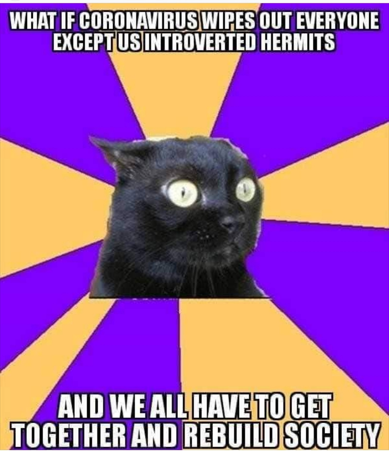 Panicked looking black cat on a purple and yellow striped background.

Top text: what if coronavirus wipes out everyone except us introverted hermits
Bottom text: and we all have to get together and rebuild society