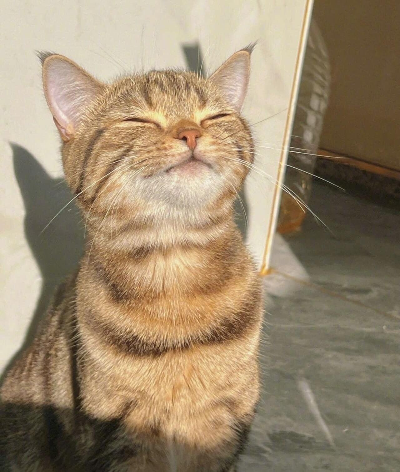 A cat is sitting, facing into sunshine. Its face is angled up, its eyes are closed, and it looks very content.