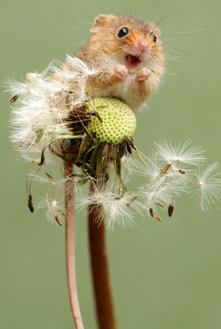 A very happy looking field mouse, perched on a dandelion seed head, eating dandelion seeds.