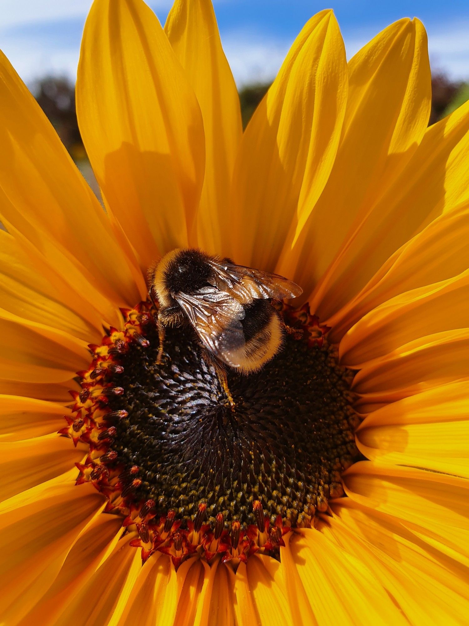 Man sieht die Nahaufnahme einer Sonnenblume. So dicht, dass man  außerhalb der Sonnenblume nur noch ein kleines bisschen Himmel sieht. Mitten in der Sonnenblume, im dunklen Bereich, sieht man eine Hummel.