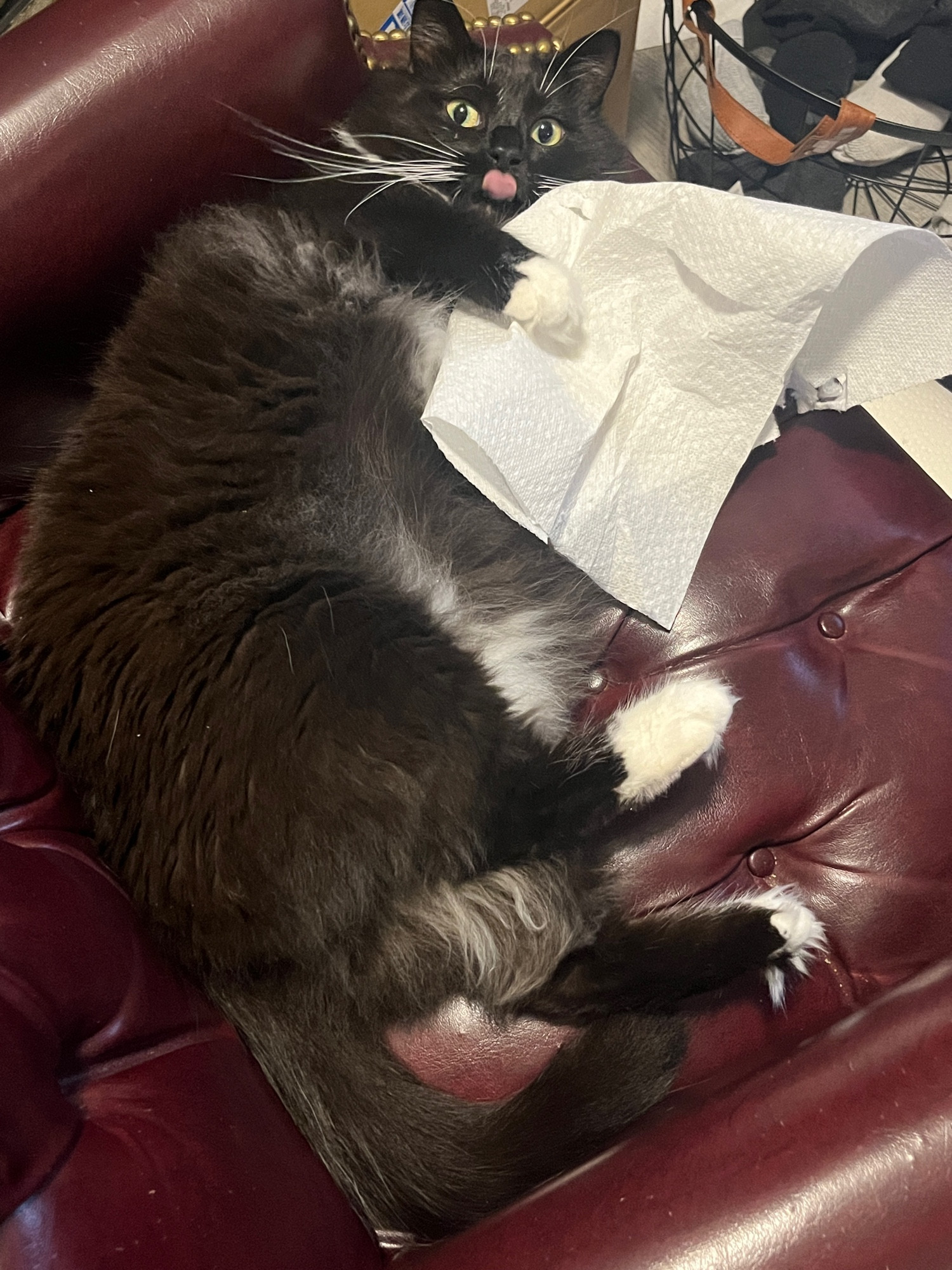 Black cat with white mittens, laying on a leather chair, holding a paper towel (hes in the middle of destroying), with his dumb tongue sticking out like a cutie