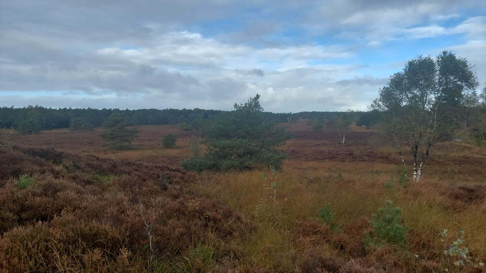 Bruine Heide, Groene bomen, met blauwe vlekken in witte wolken 