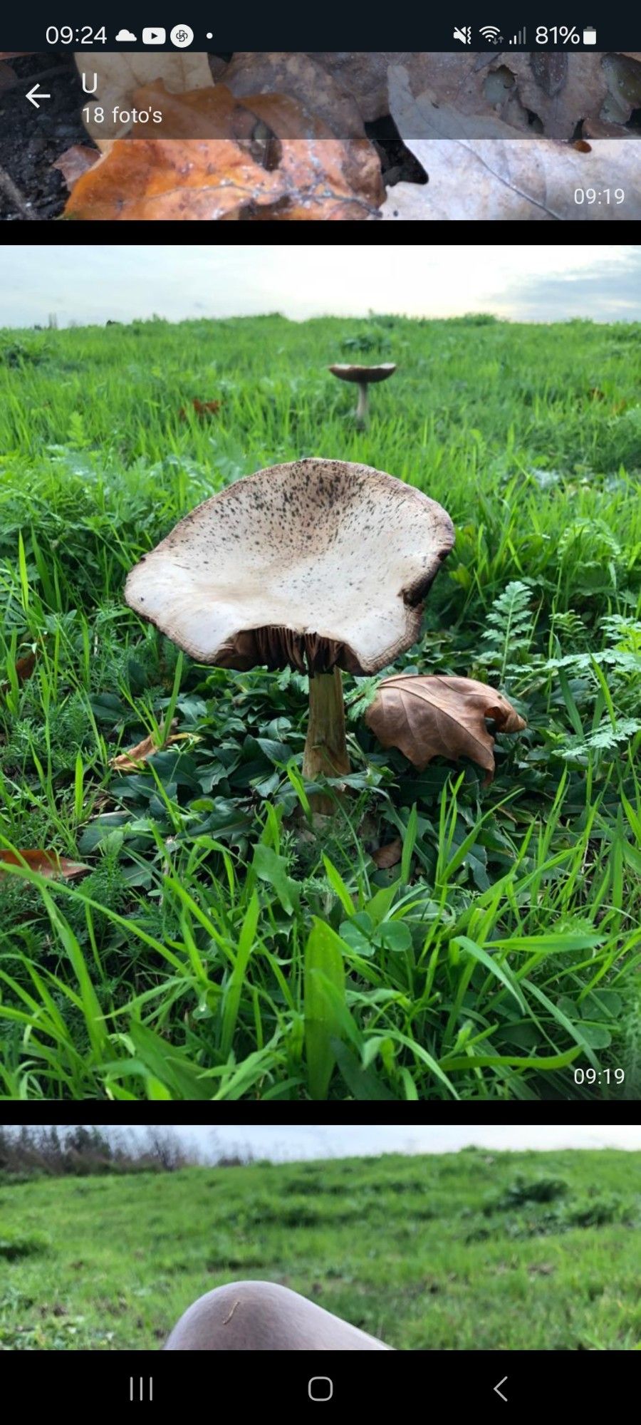 Gras met een paddestoel dichtbij en in de verte 