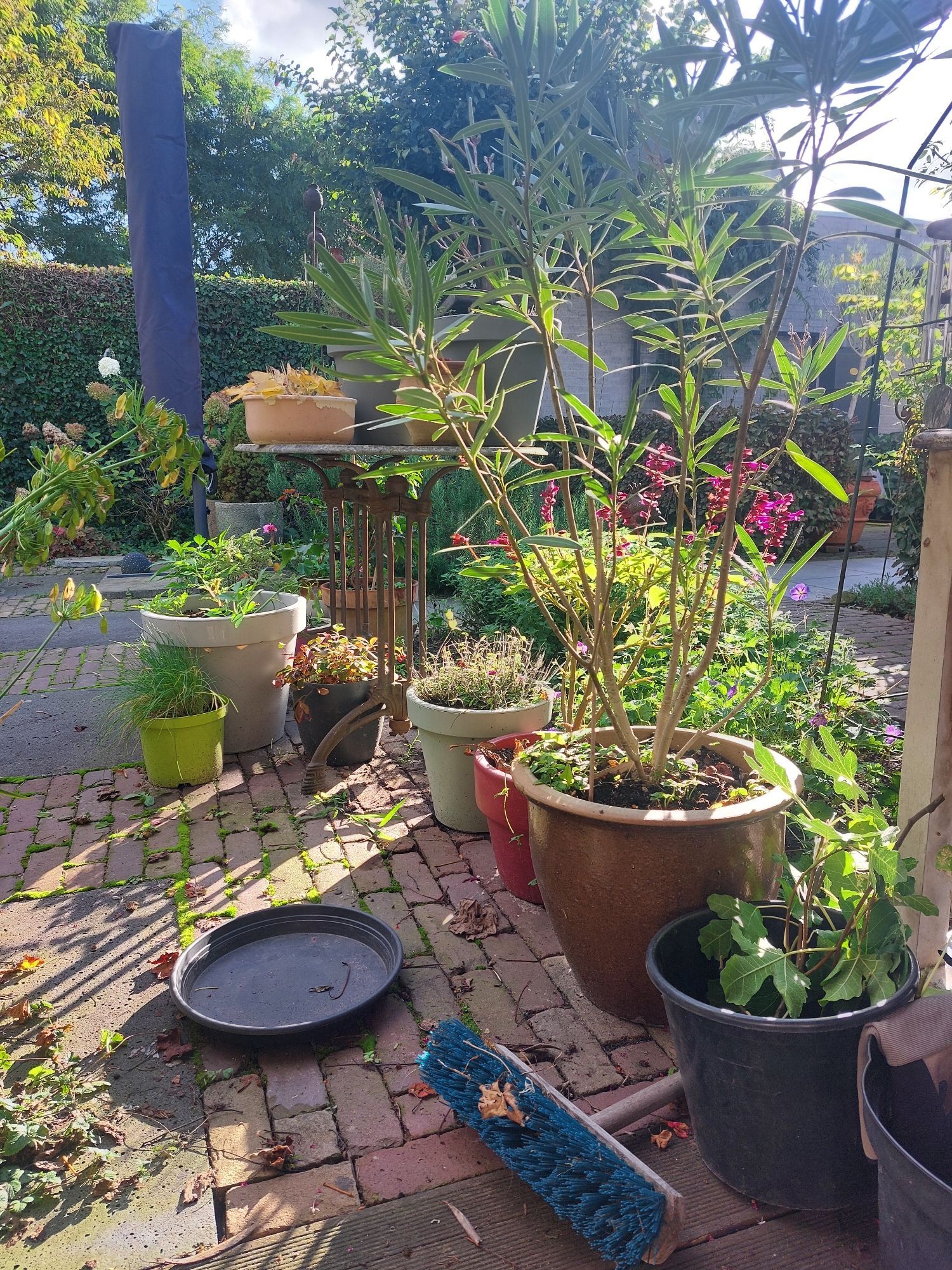 Overzicht van zonovergoten stukje tuin met bestrating en losse potten nog vol planten en kruiden en een blauwe omgevallen bezem.