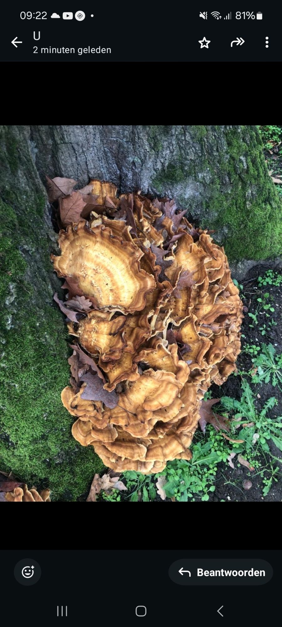 Tros paddenstoelen aan boomschors 