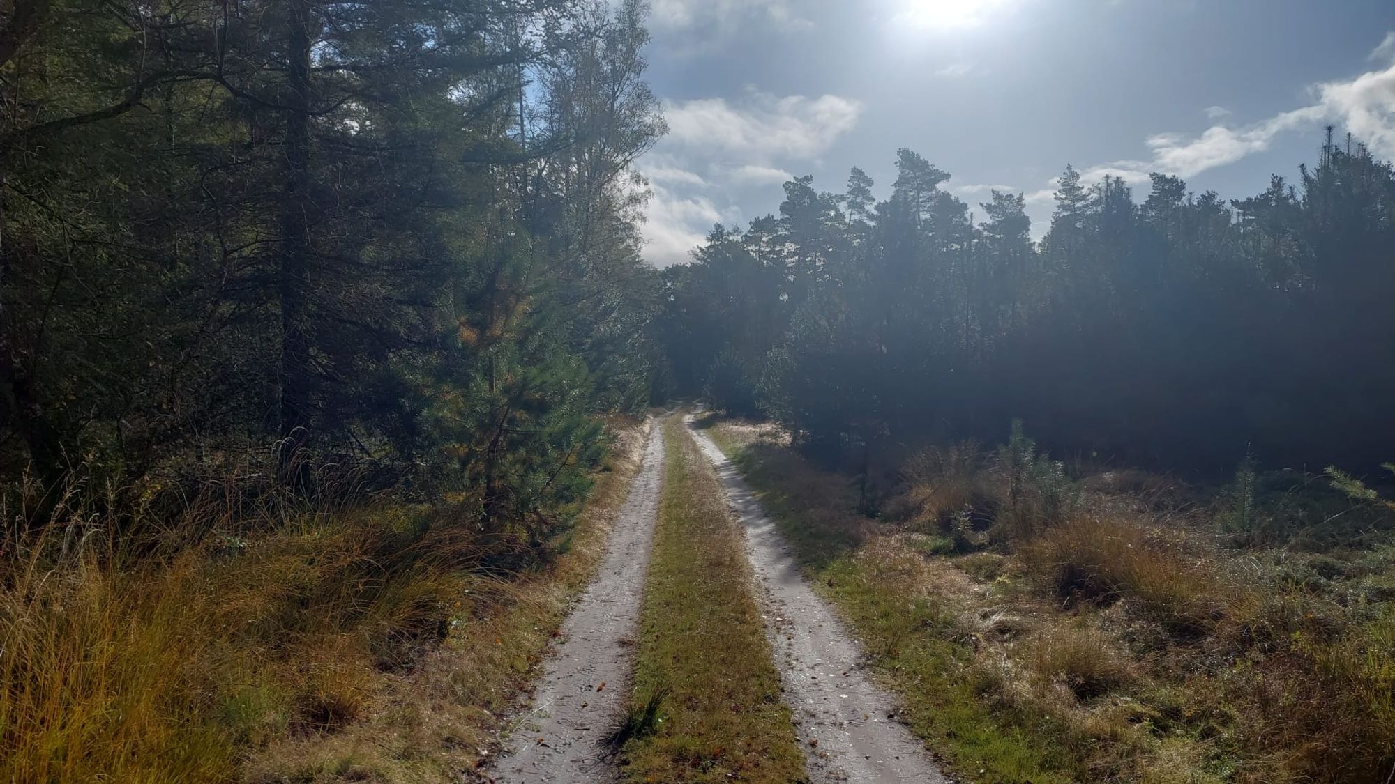 Een karrespoor omzoomd door dennenbomen en verkleurd gras ernaast. Met een vale zo'n, overdag.