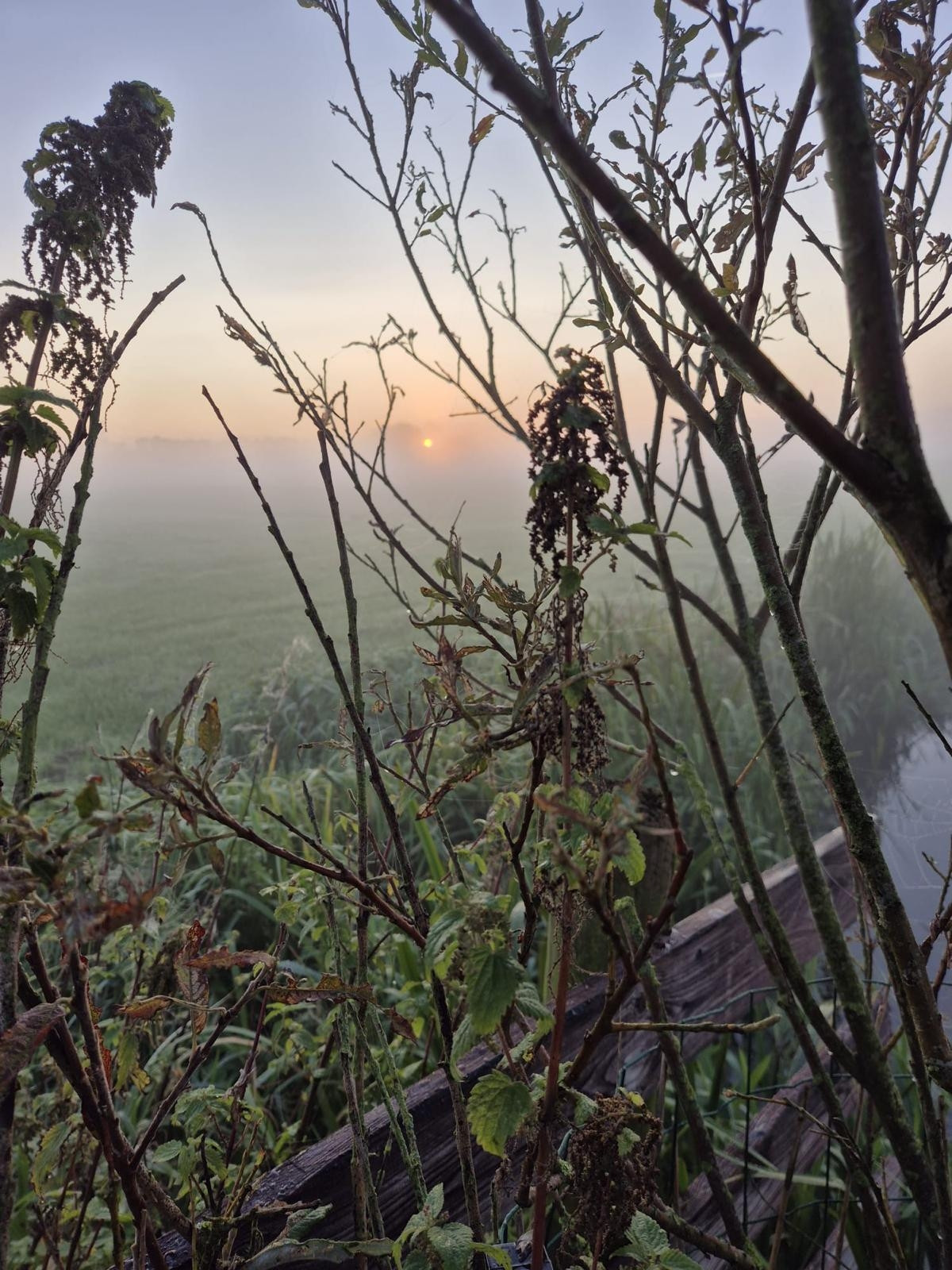 Lerend op.de grond met takken en opkomende oranje zon erdoor heen en volop in de mist