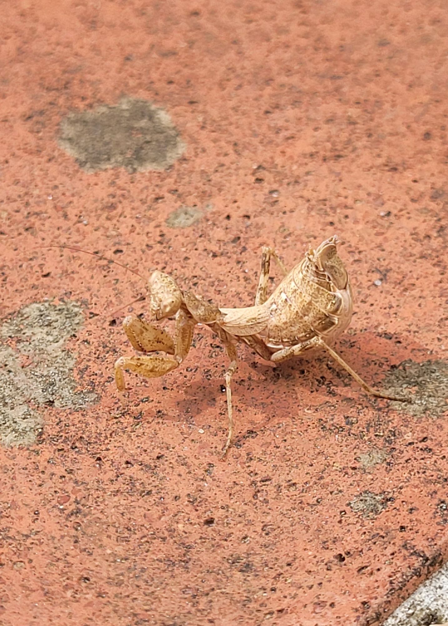 A close-up picture of a dry-grass-golden-colour praying mantis standing on red tile. Picture taken in Tuscany, Italy. It has a big butt, I cannot lie.