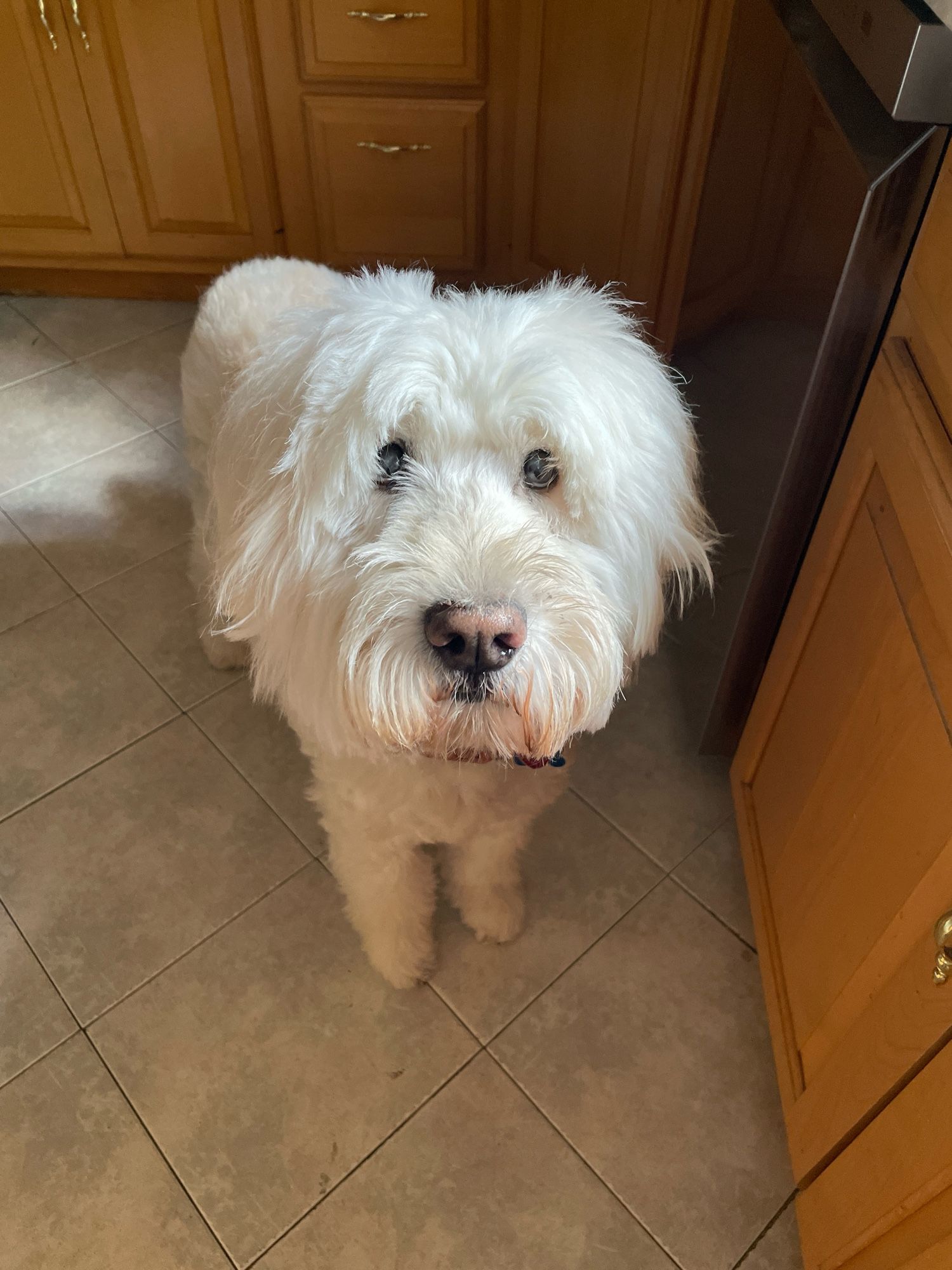 goldendoodle gazing up at camera, tricked by the promise of a nibble of sourdough