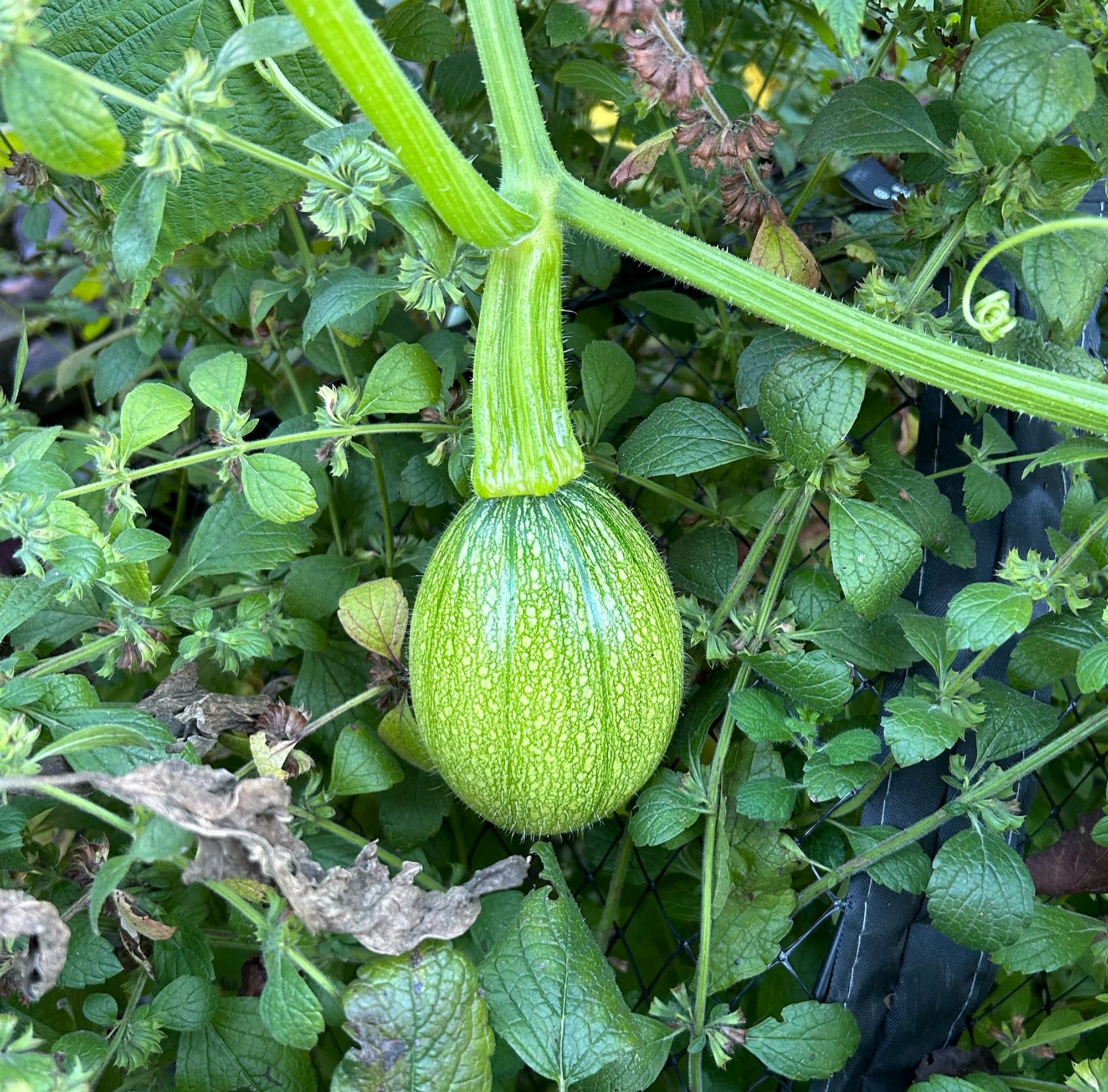 A very small fruit that has finally started to appear on my pumpkin vine. It is still just a bright green, and rests on a bed of my ridiculously healthy lemon balm plant.