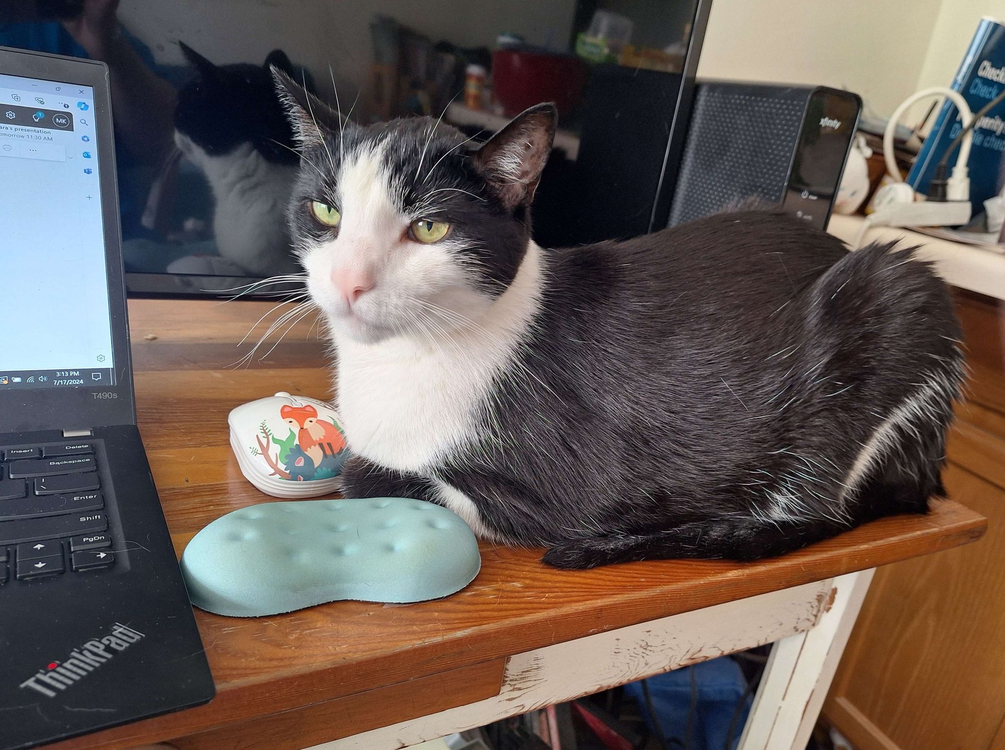 Wilde the tuxedo cat is lying on a table in loaf position. He's next to a laptop, and his expression is Sphinx like in its mystery.