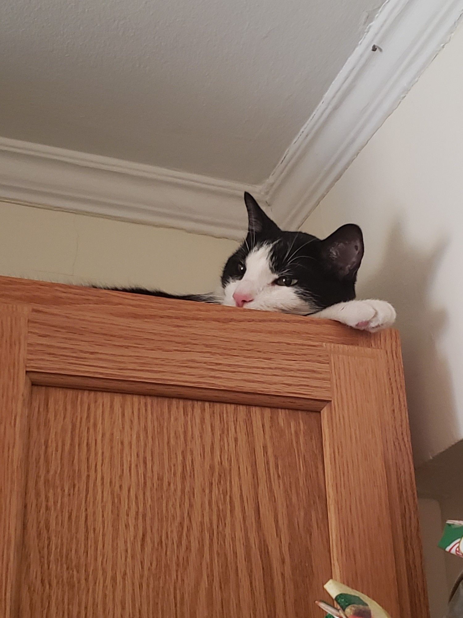 Wilde the tuxedo cat is lying on top of a cabinet. You can see one paw, that's under his cute little face.